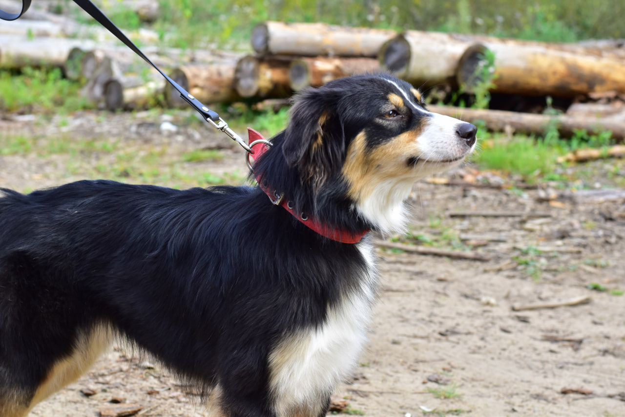 собака аусси