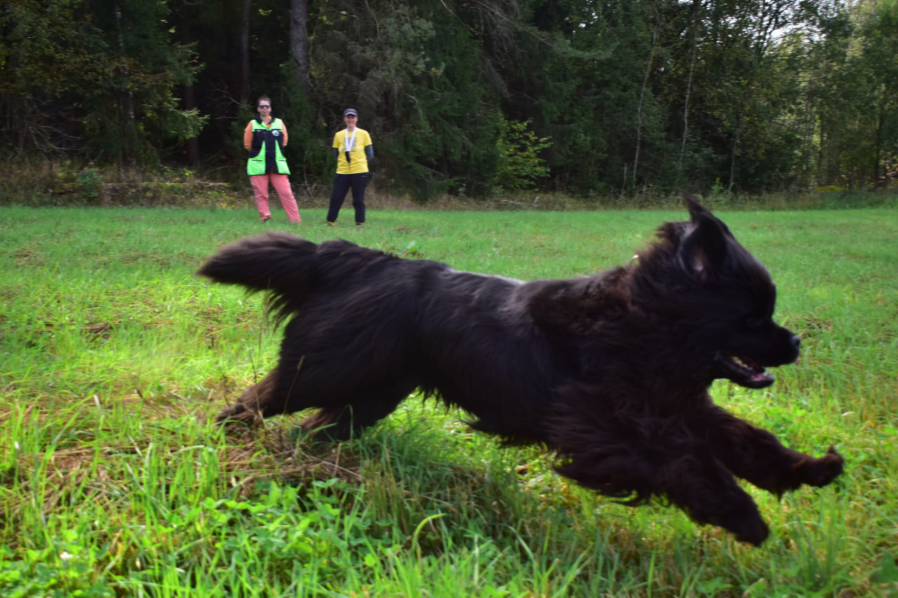 собака бежит