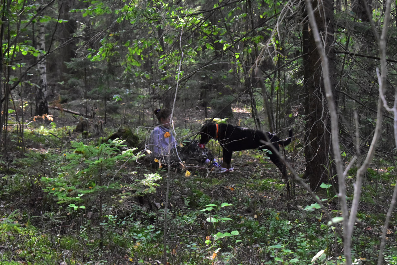 собака поиск лес