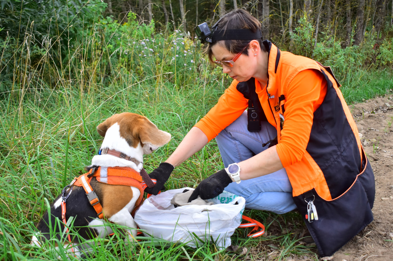 поисковая собака