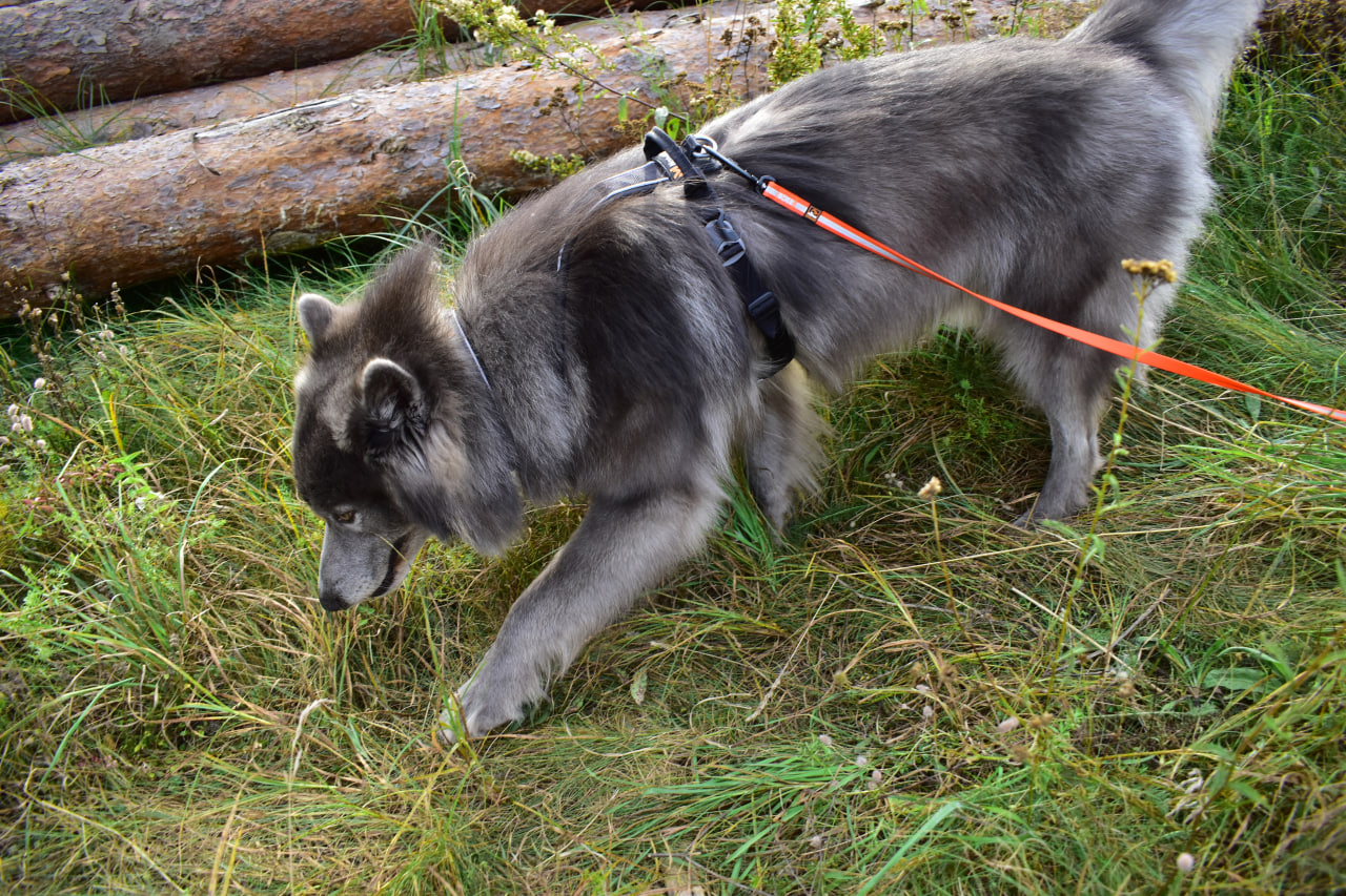 волкособ поиск