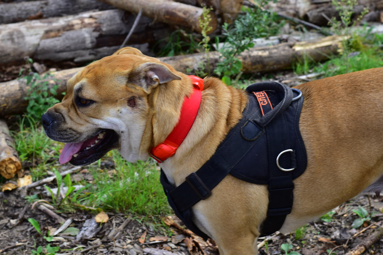 собака ка-де-бо