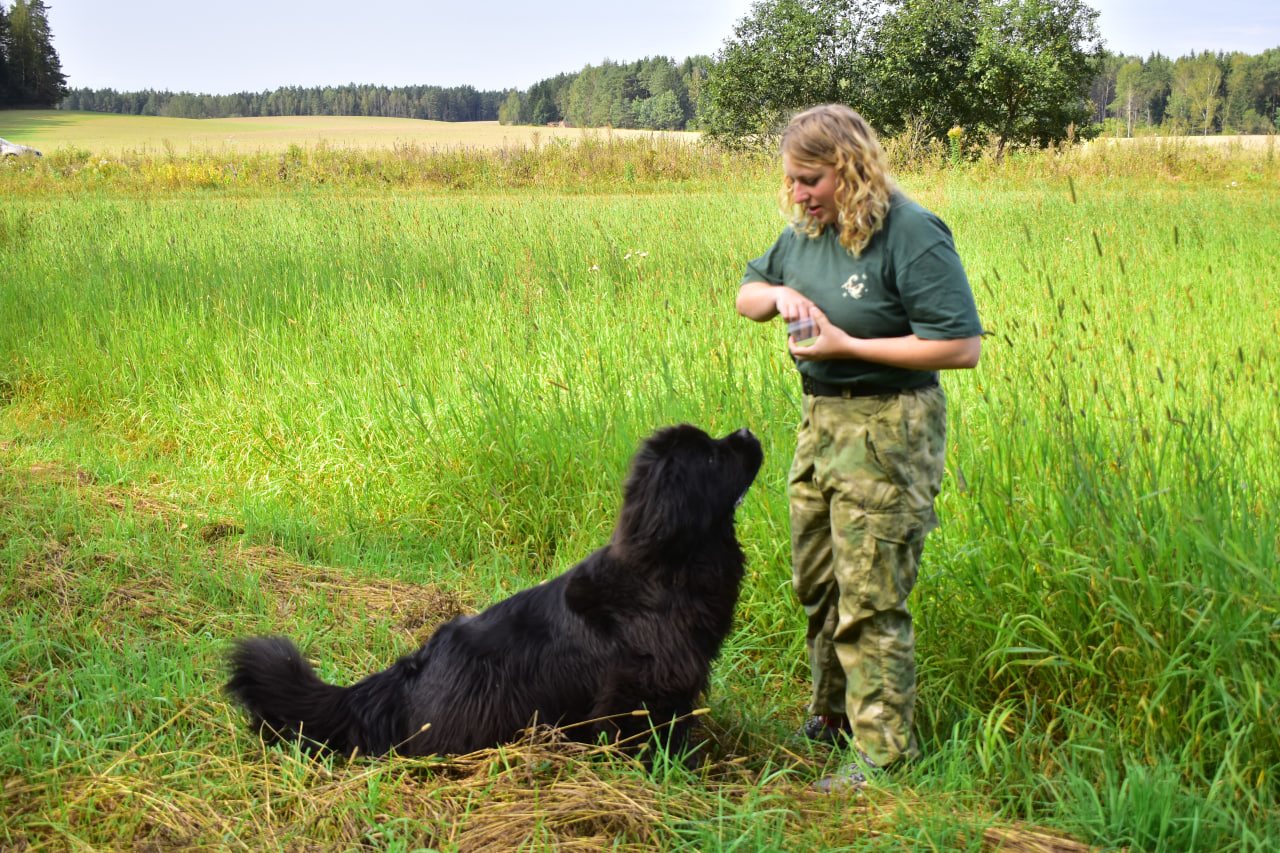 собака тренировка
