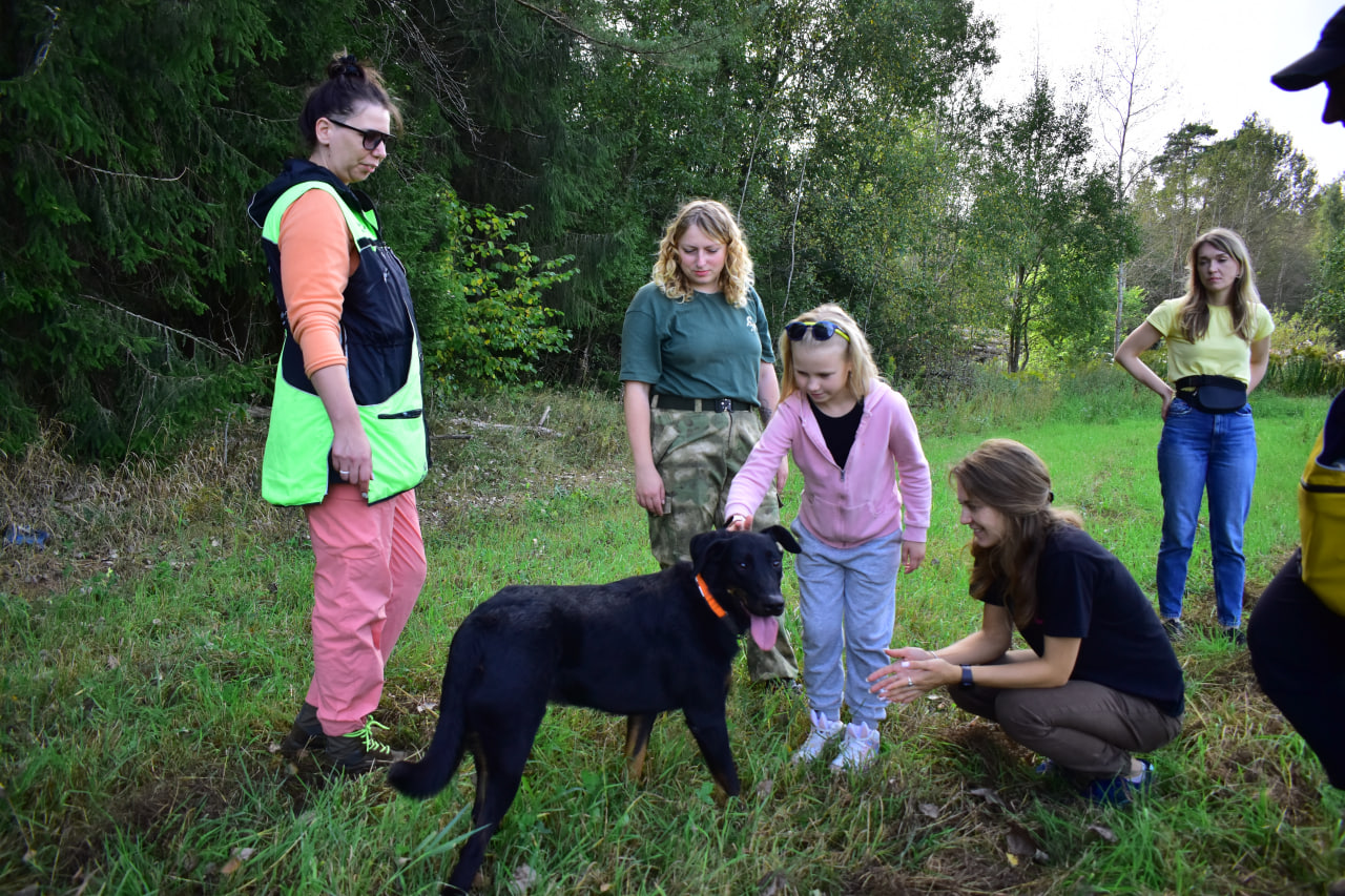 собака босерон