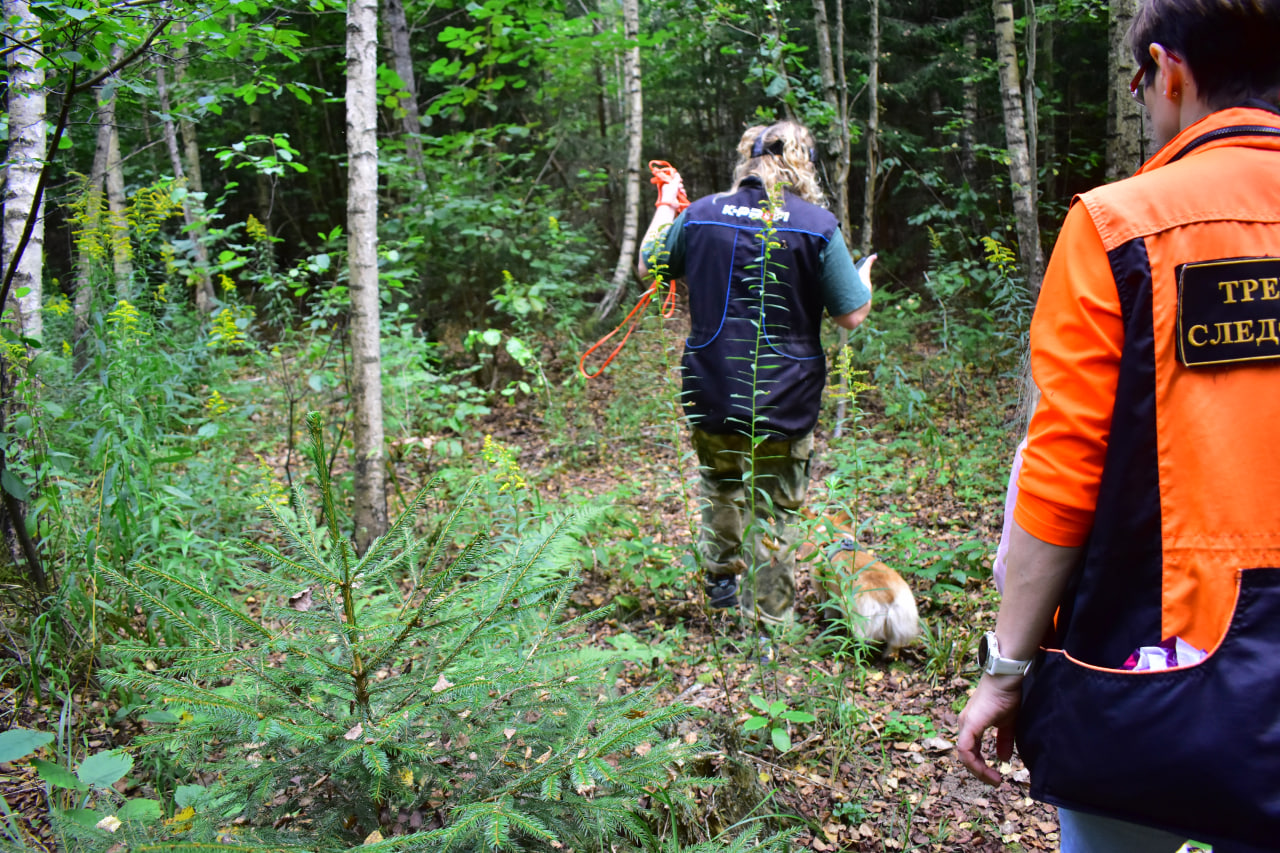 поиск в лесу