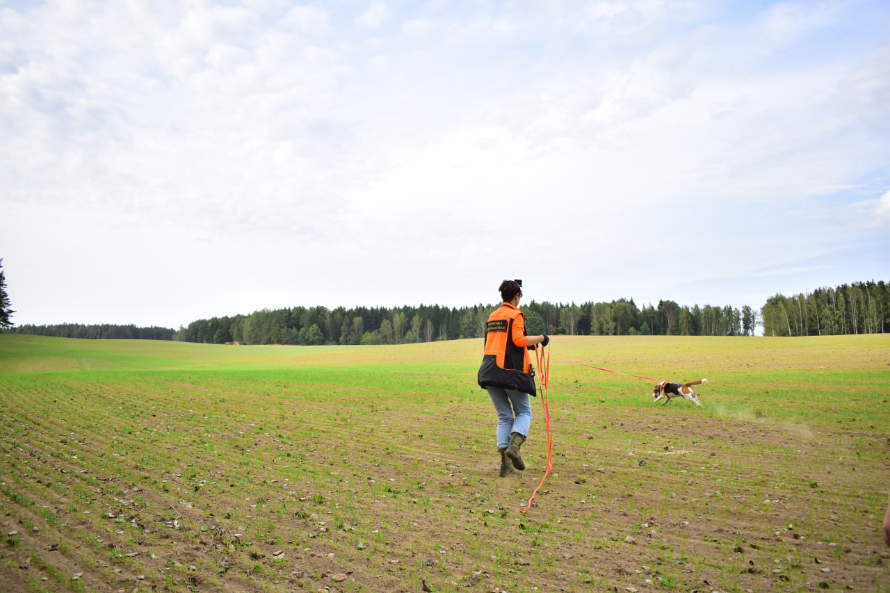 Тренировка поисковых собак