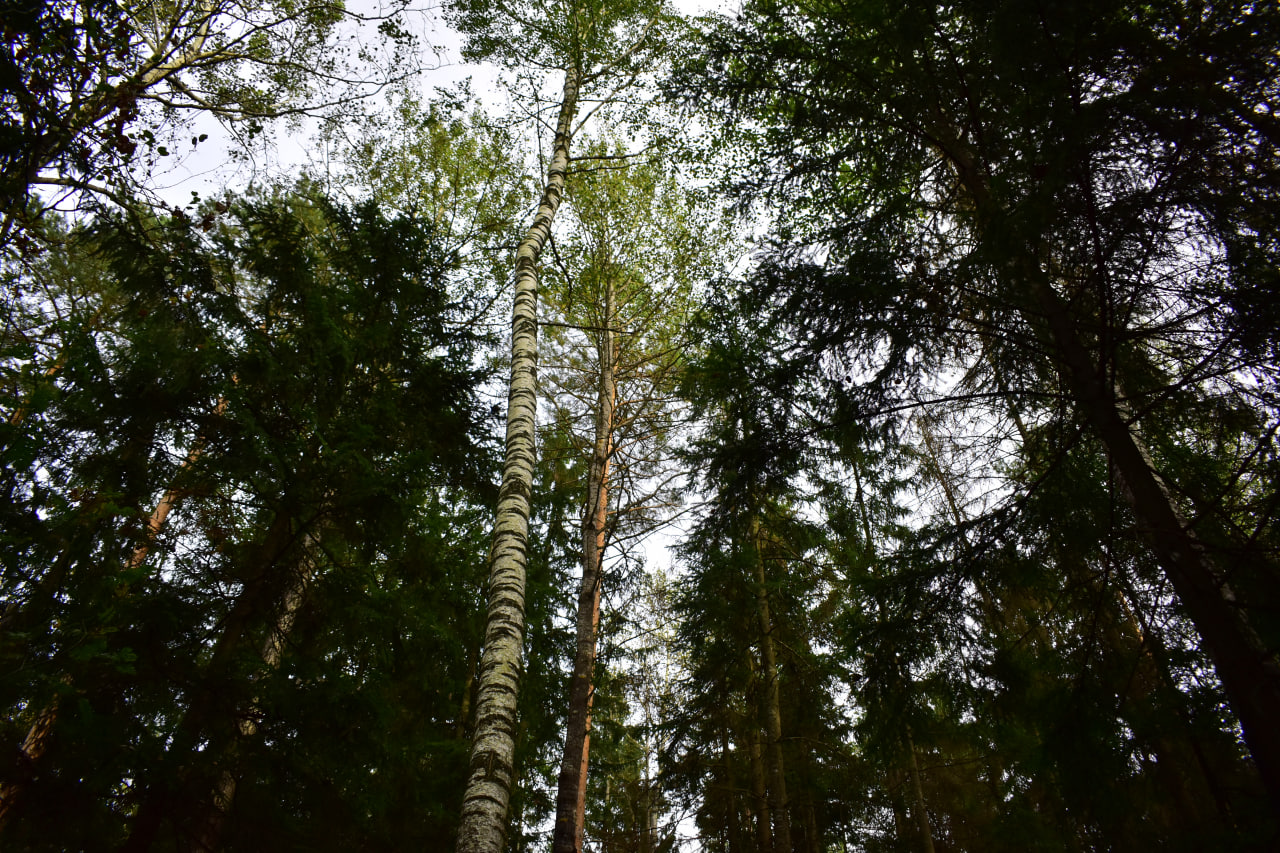 лес деревья