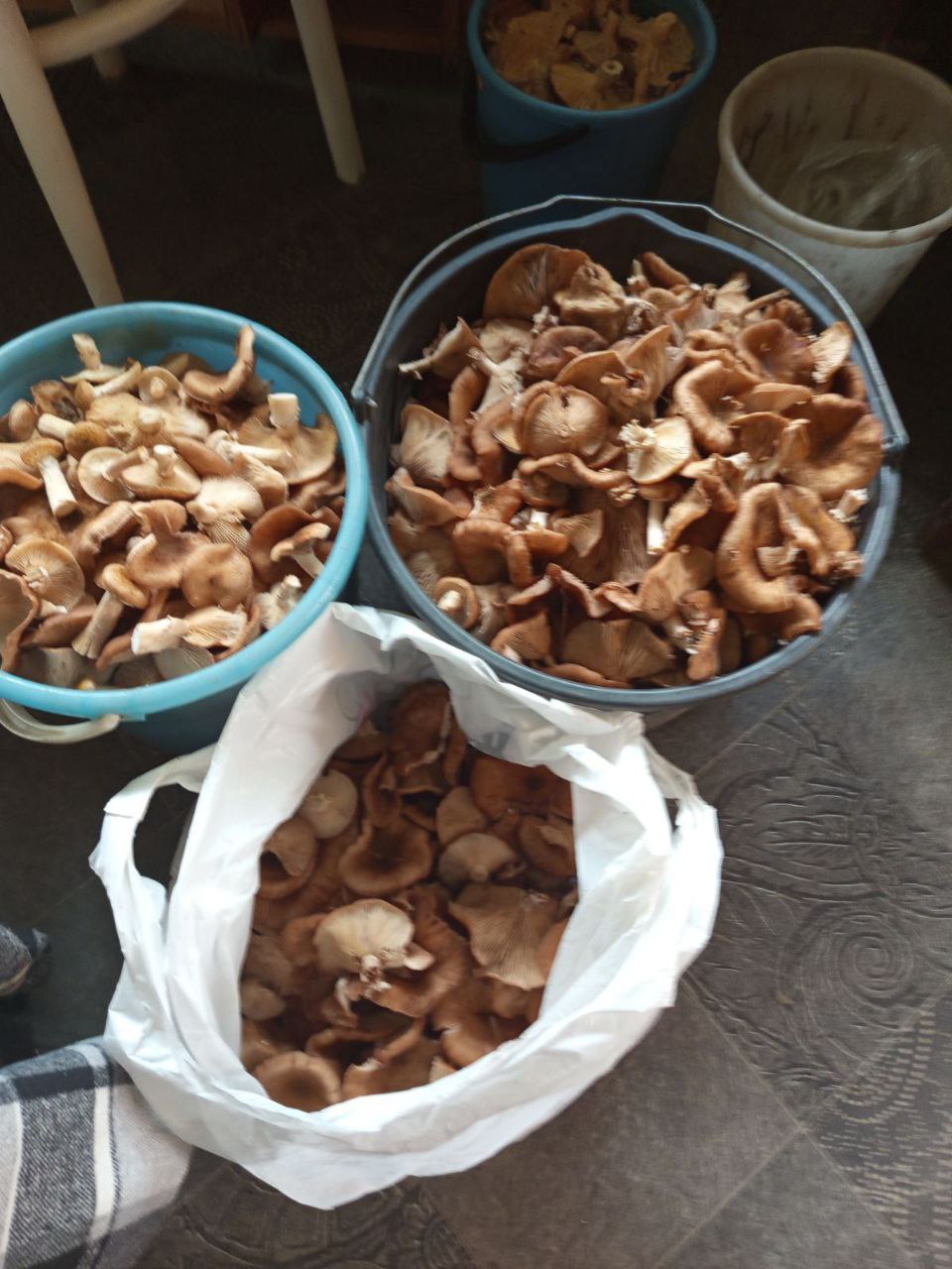 осенние опята грибы