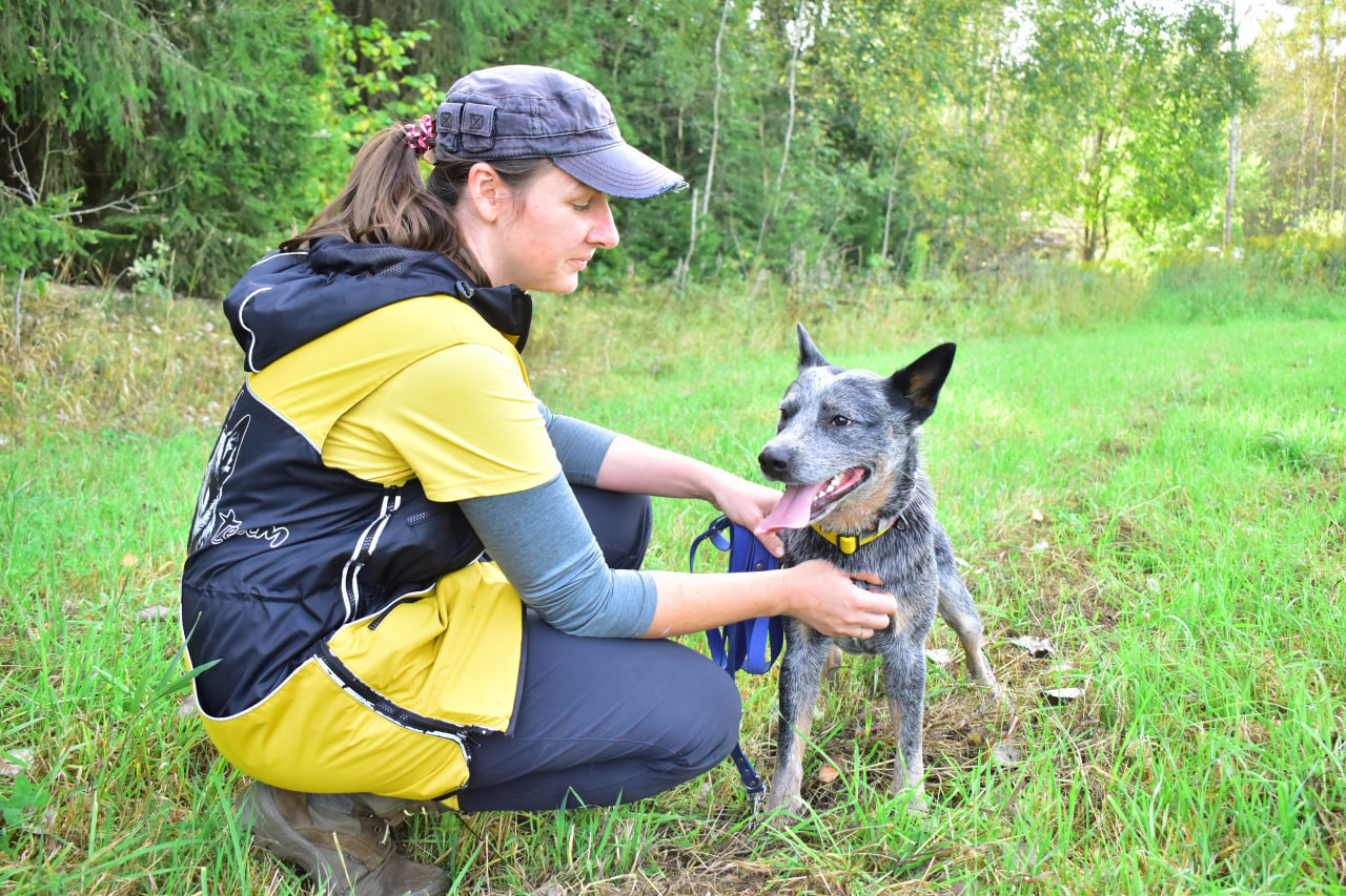 собака хилер