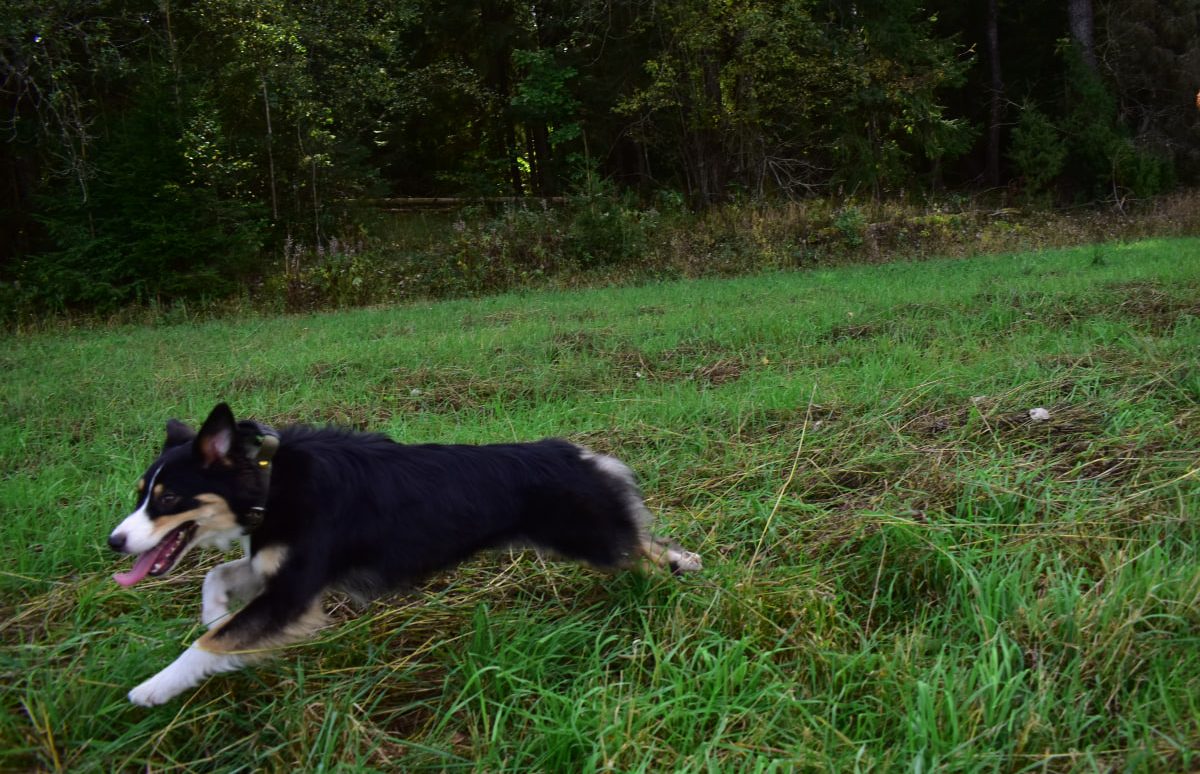 собака аусси бежит