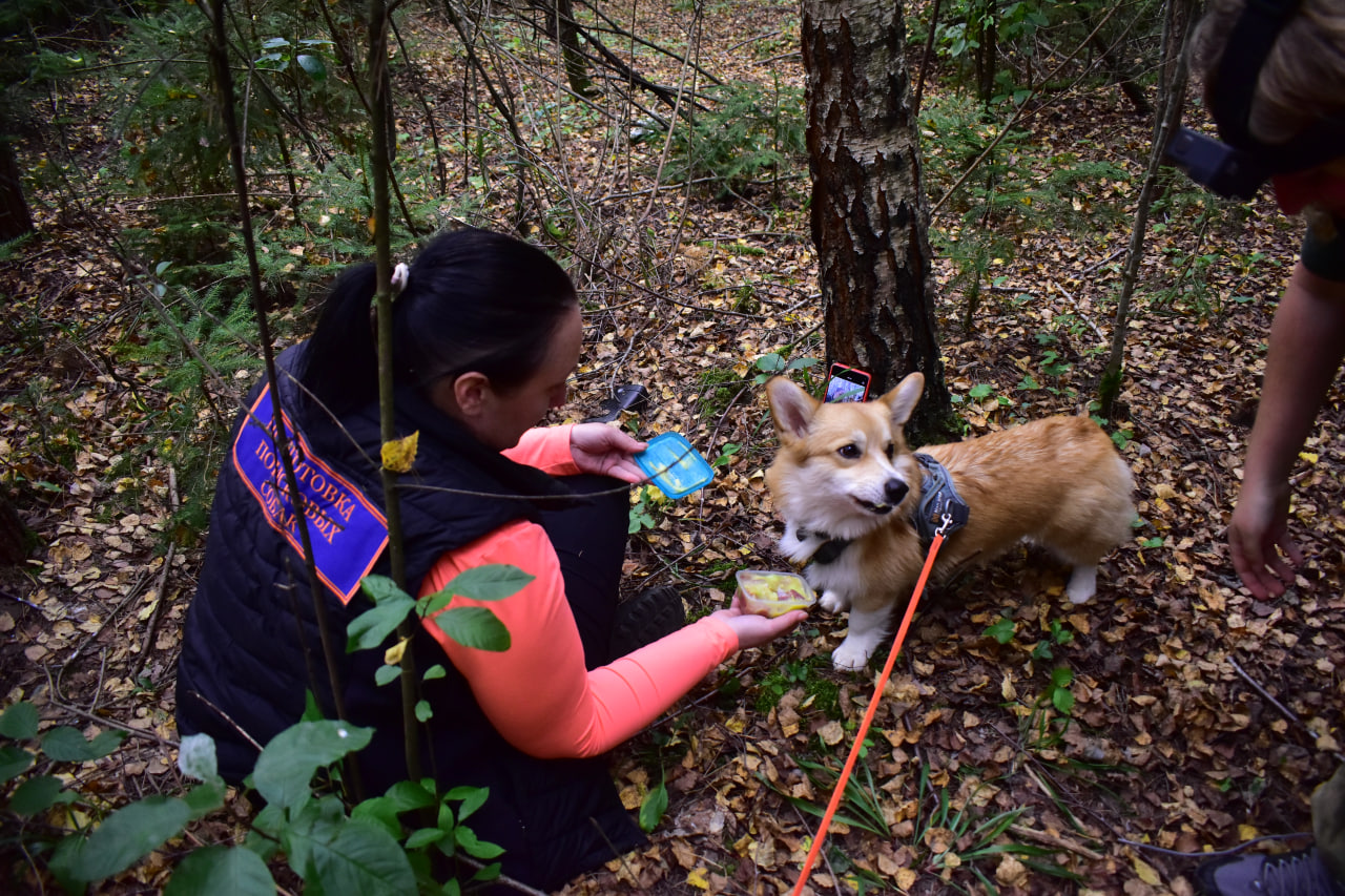 собака угощение