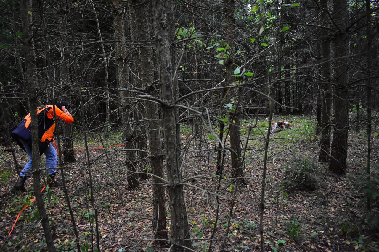 поиск лес бигль