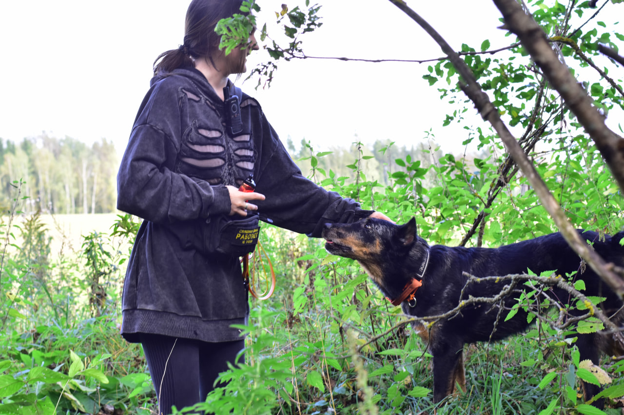 собака награда поиск