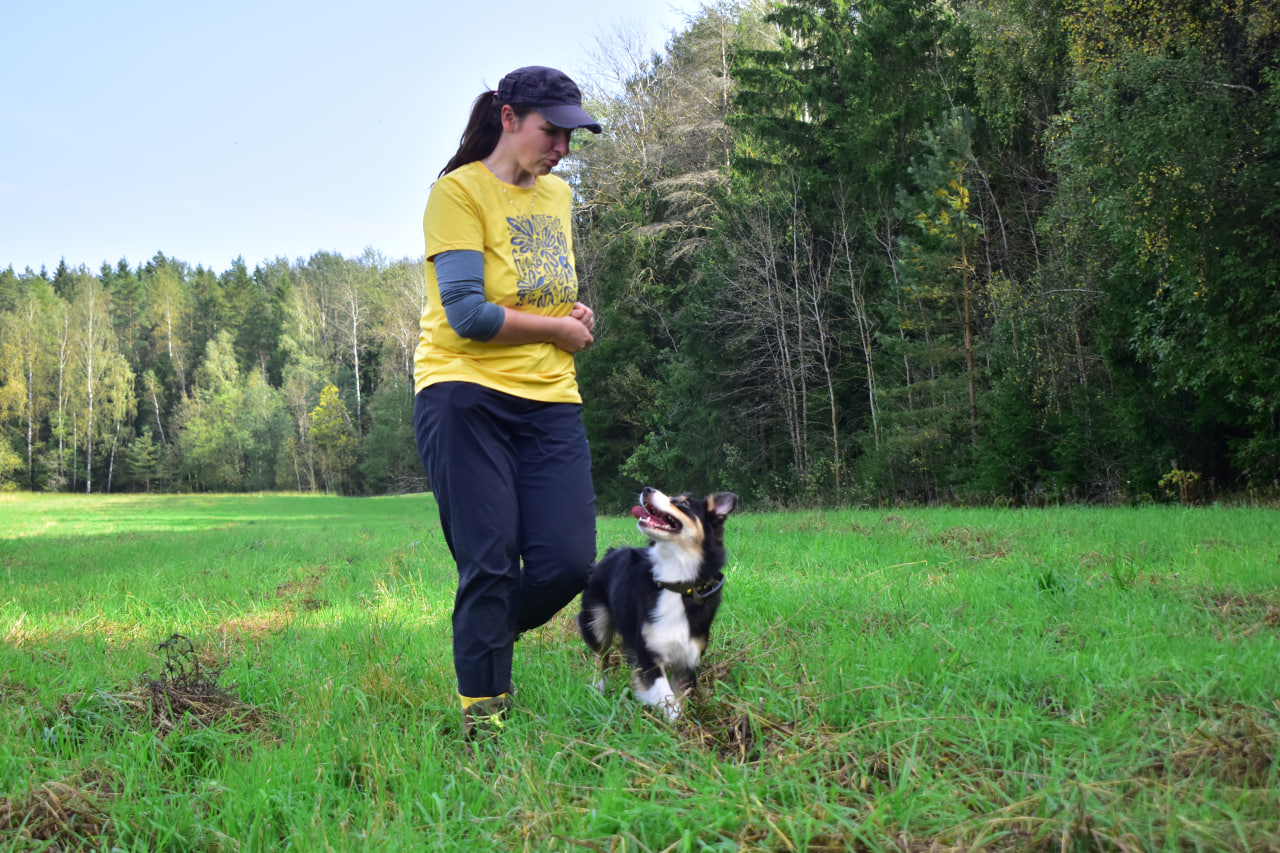собака тренировка аусси