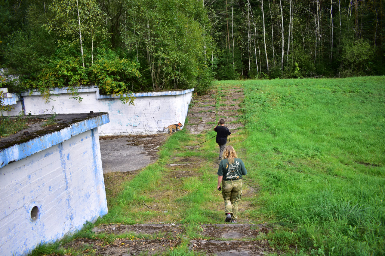 собака поиск