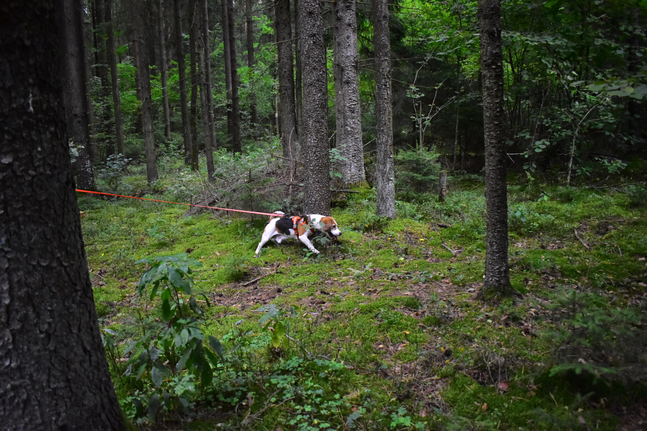 поиск человека собака