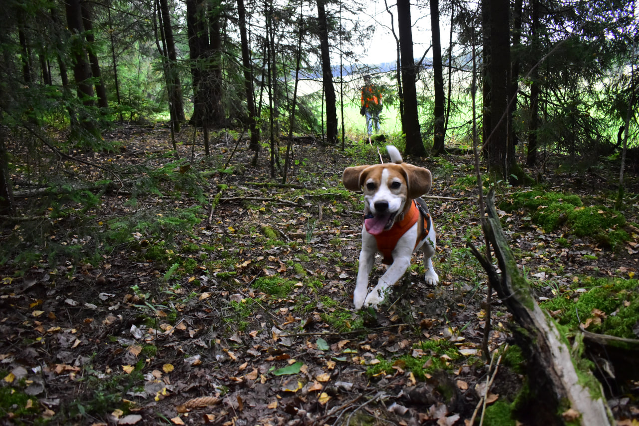 поисковая собака бигль