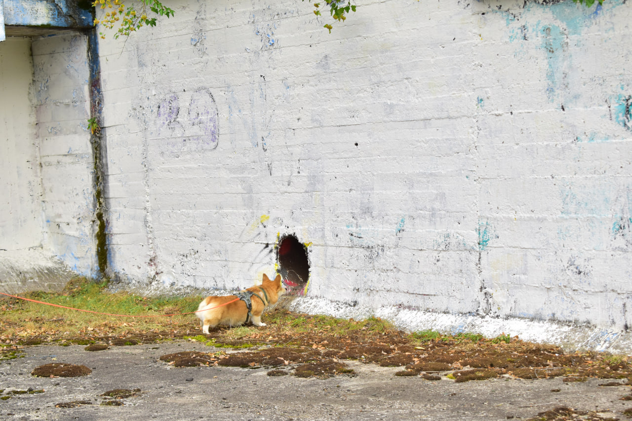 поиск человека собака