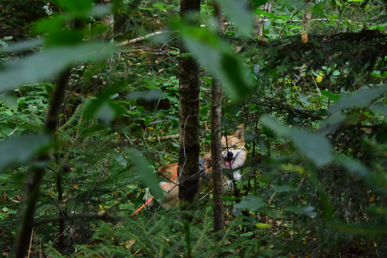 корги в лесу
