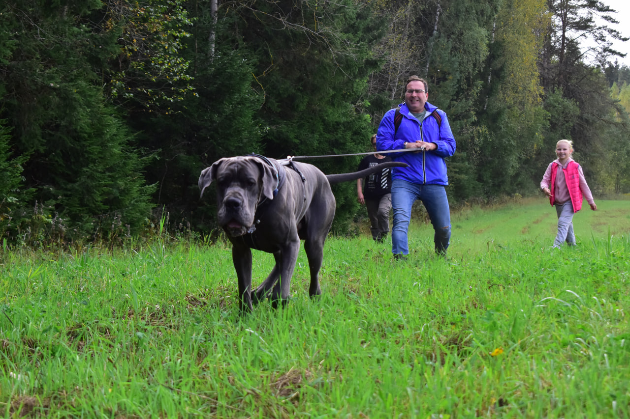 Они ищут людей: как тренируют собак-поисковиков в отряде "Ратуй.team"