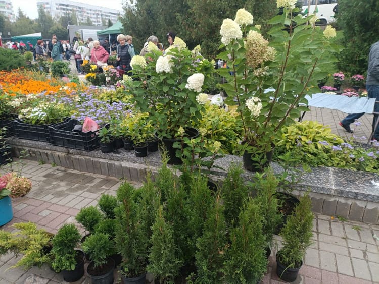 саженцы на ярмарке