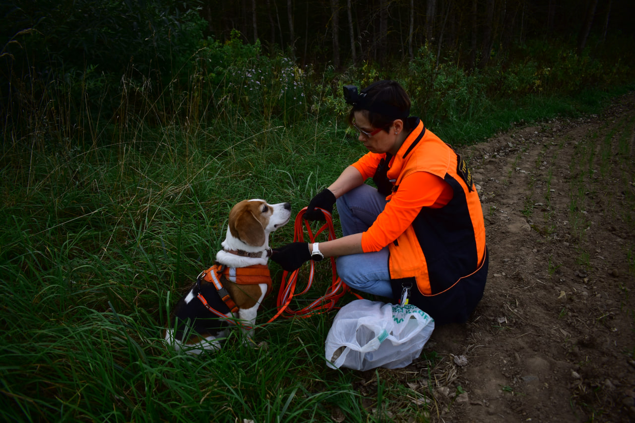 собака поиск людей бигль