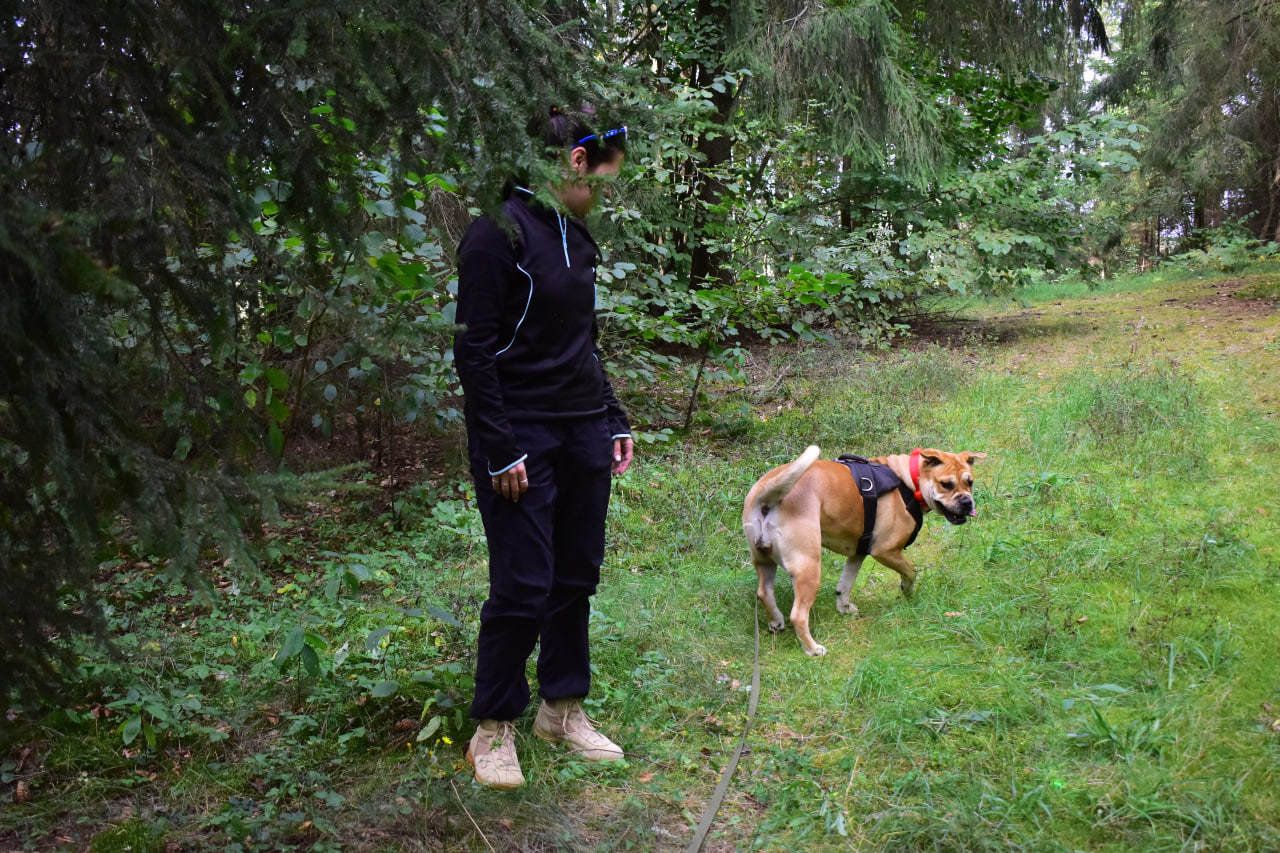 собака игра