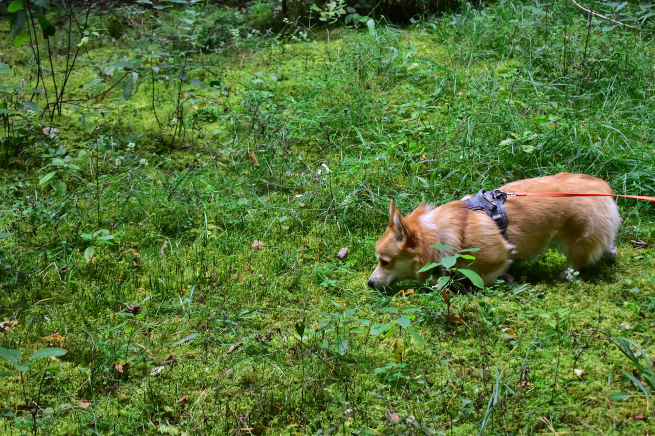 корги лес след
