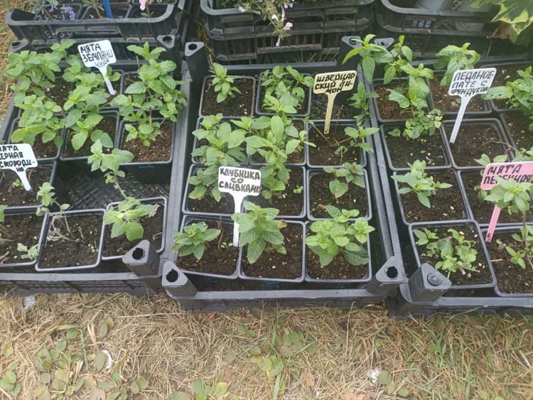 рассада на ярмарке