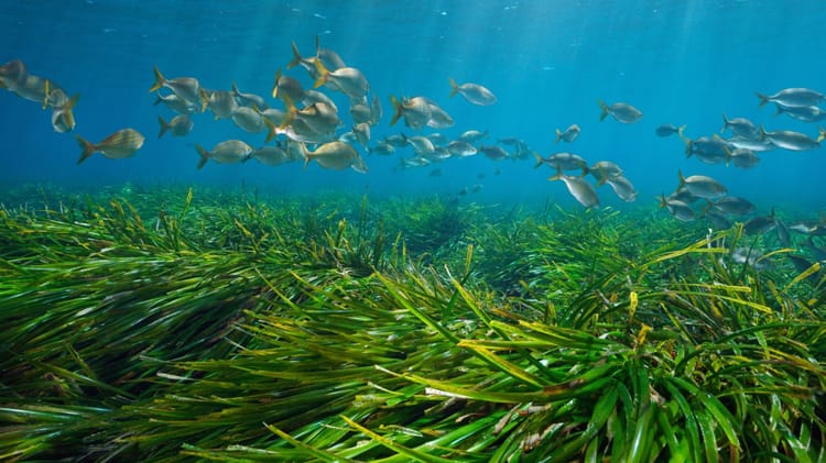 Посидония австралийская