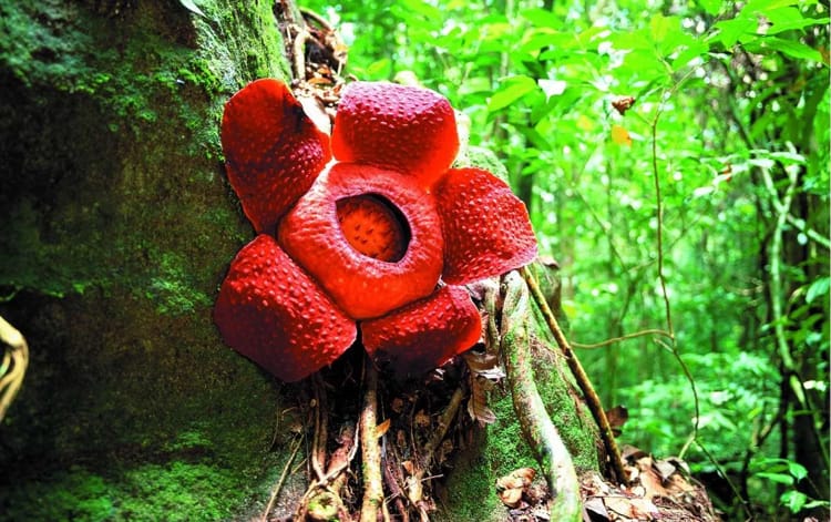 Раффлезия Арнольда