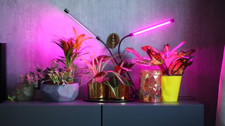 Фитолампа для домашних растений: как выбрать