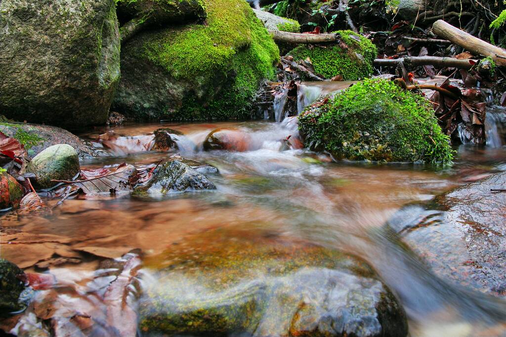 Юцковские родники (Дзержинский р-н, деревня Юцки)