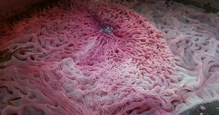 Розовая плесень