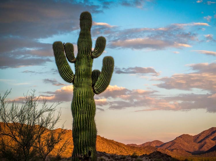 Сагуаро