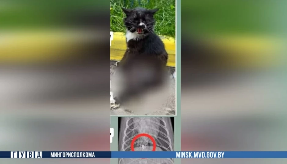 Пострадавший кот 