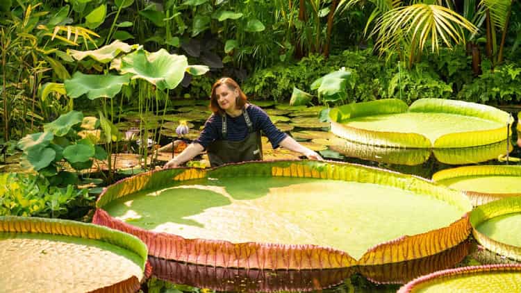 Виктория боливийская