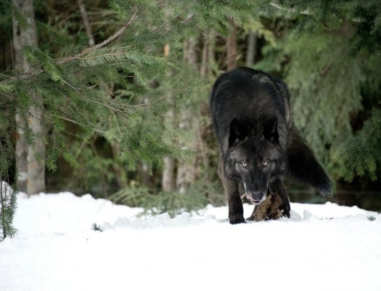 Встреча с дикими животными в лесу