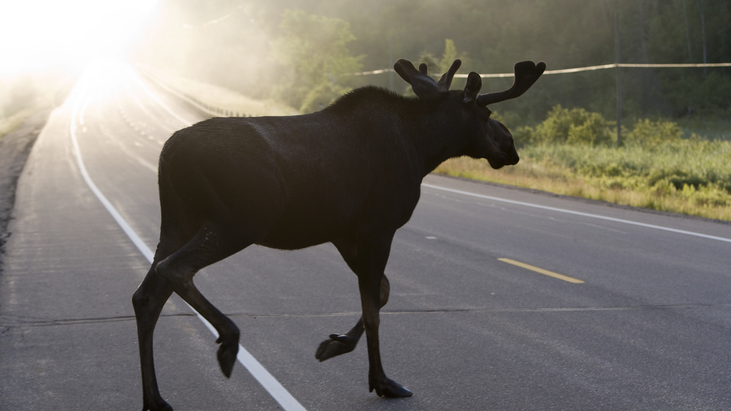 Лось переходит дорогу