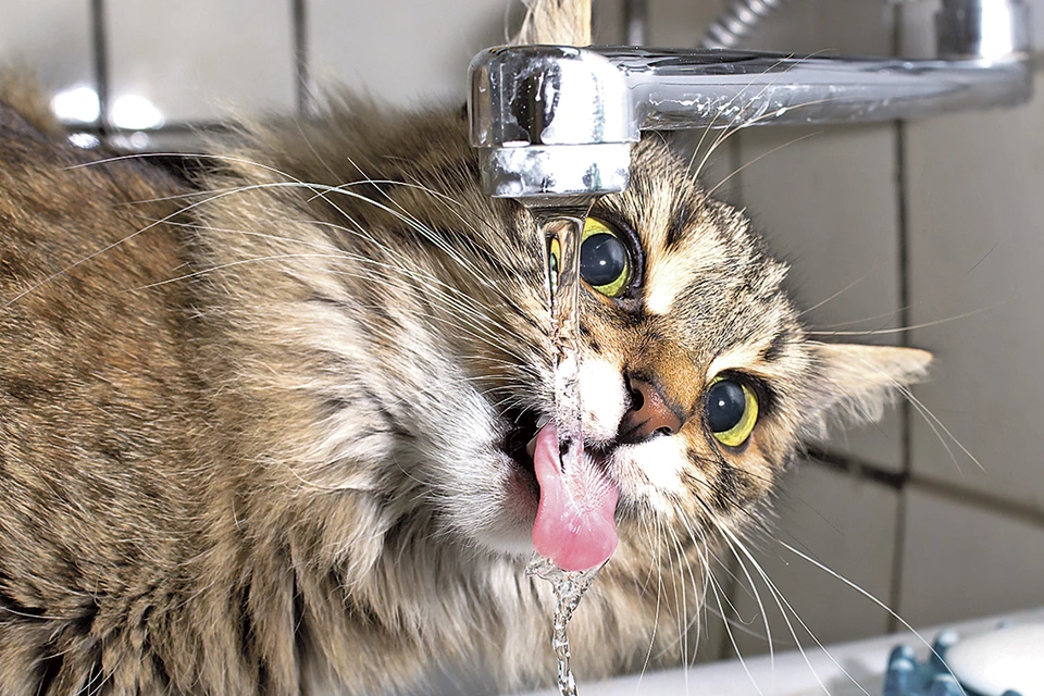 кот пьет воду из под крана