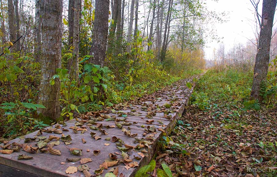 Березинский биосферный заповедник (Лепельский р-н, деревня Домжерицы)