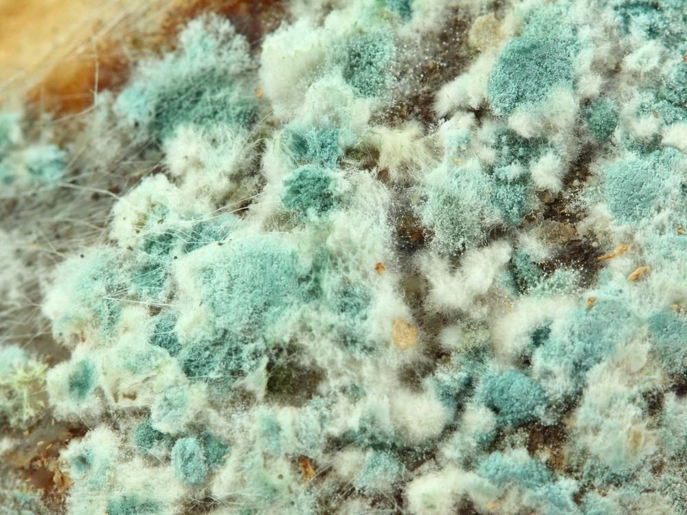 Зеленая плесень