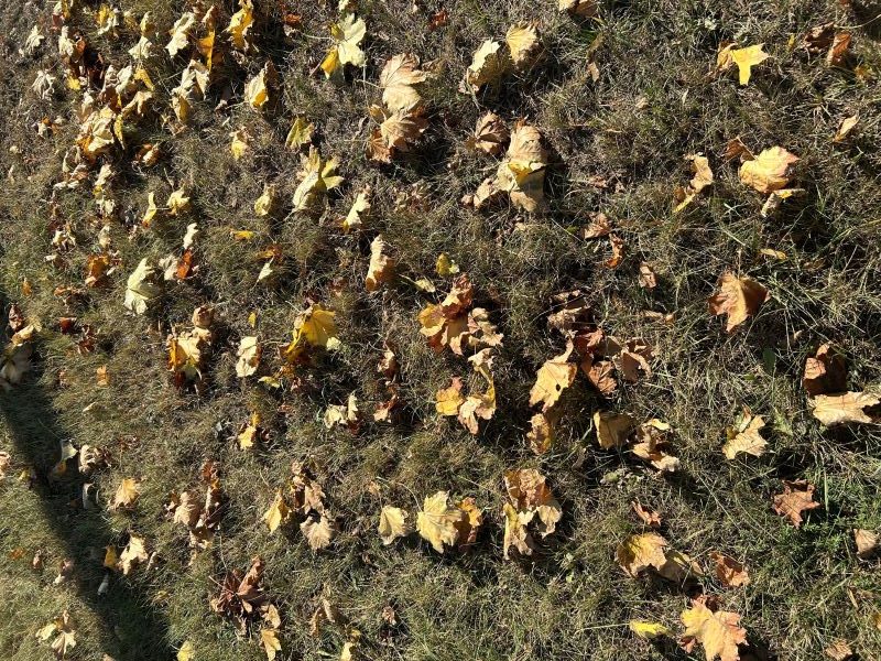 уборка листьев