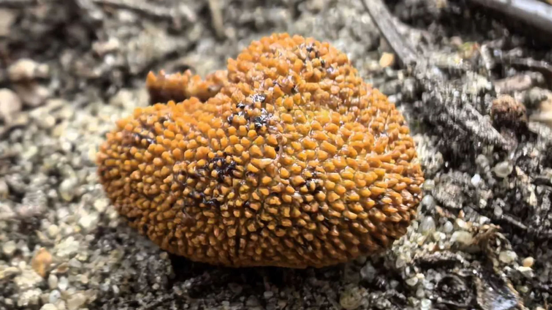 Ученые обнаружили в Беловежской пуще новый вид — элафомицес шиповатый. Этот подземный гриб несъедобен для людей, но его находят и едят животные.