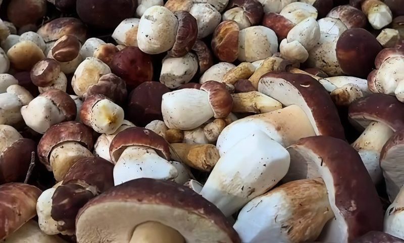 Белые грибы из Чернобыля