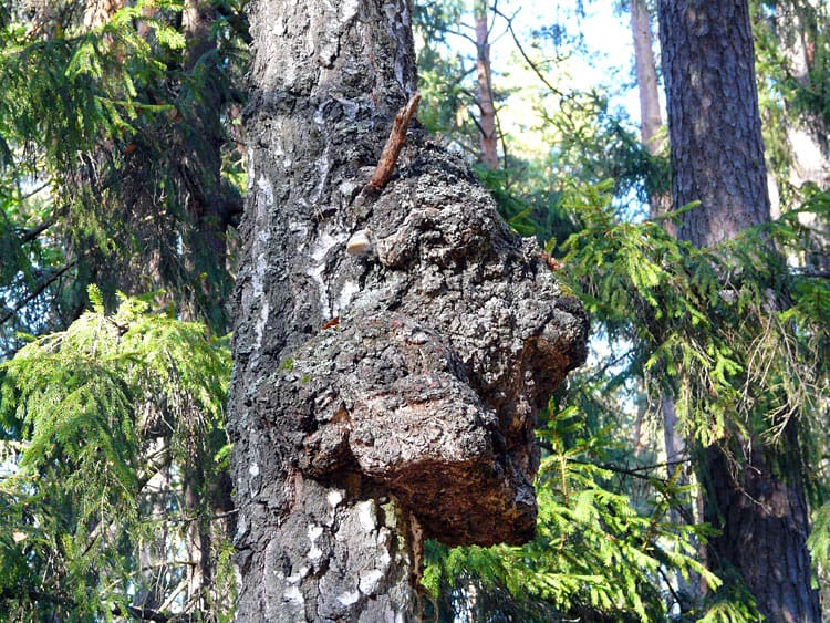 Береза с головой зубра в Беловежской пуще