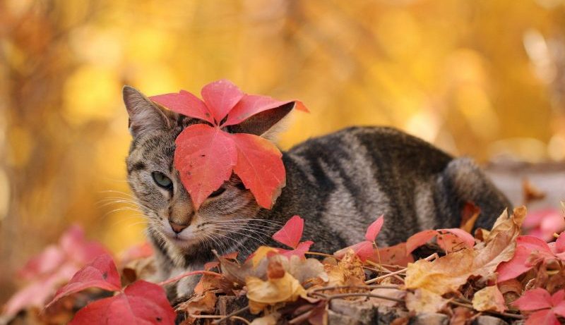 Кот с листиках