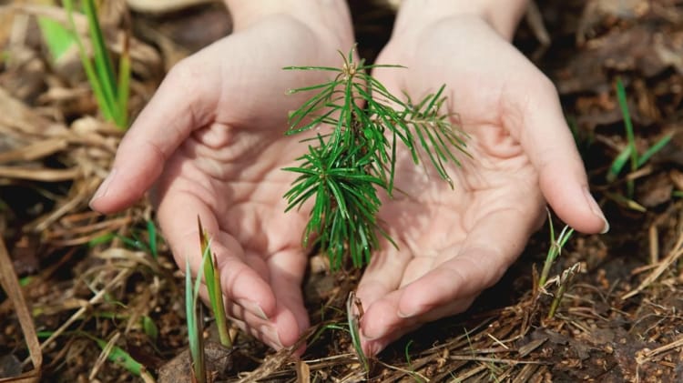 Акция "Дай лесу новае жыцце" в Витебской области 2025
