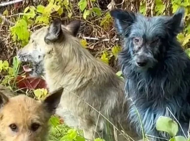 Синие собаки в Чернобыле