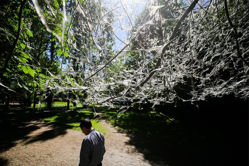 Гомельская область под атакой: насекомые уничтожают сады дотла